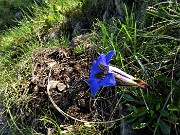 69 Gentiana clusii (Genziana di Clusius)